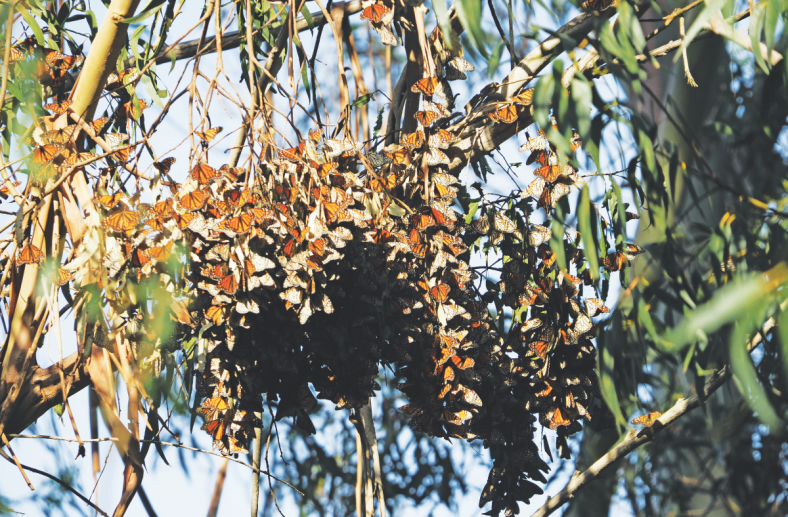 Students encountered this cluster of monarch butterflies at Morro Bay.